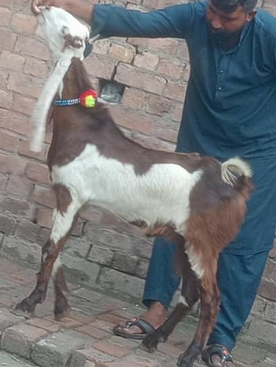 nagra daba kheera bakra for sale
