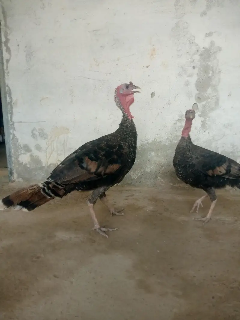 fore sale 0300/5082139