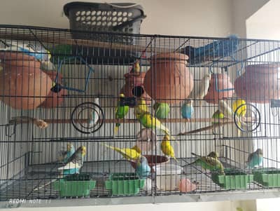 Beautiful color Budgie Parrots