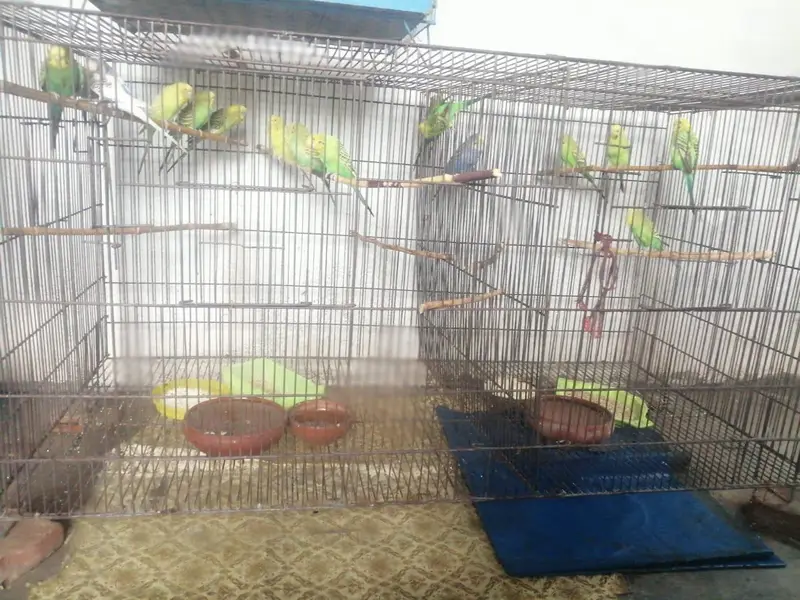 Cage with 10 breader pairs of Australian and one breader pair of love — photo 3