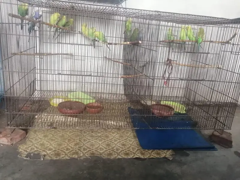 Cage with 10 breader pairs of Australian and one breader pair of love — photo 4
