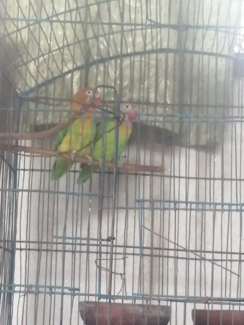 Cage with 10 breader pairs of Australian and one breader pair of love — photo 5