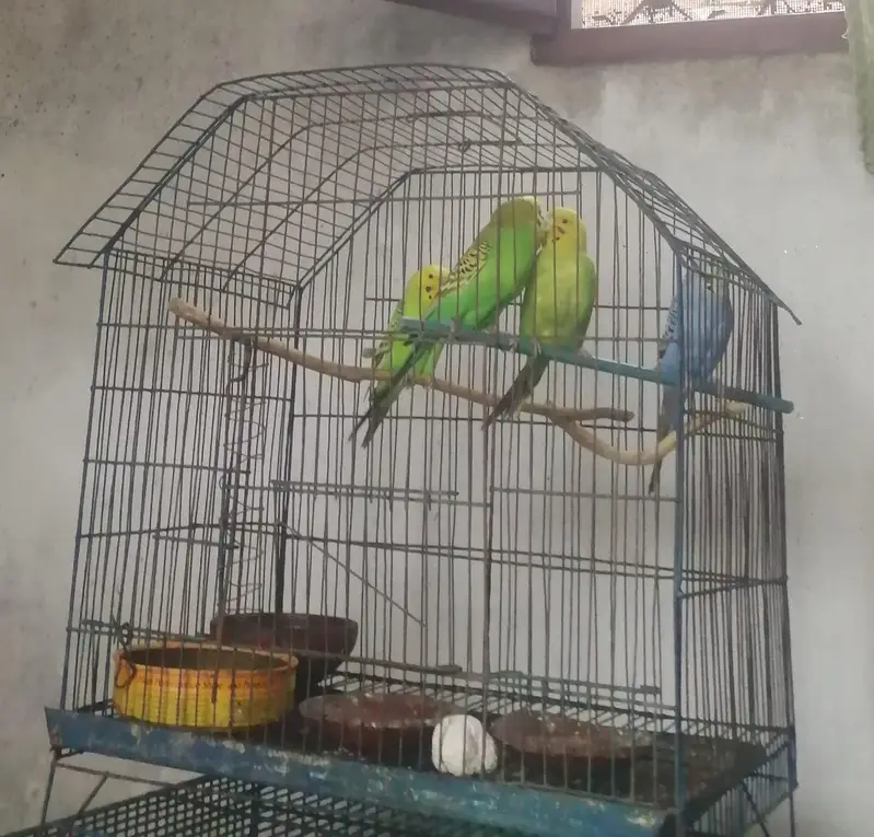 Cage with 10 breader pairs of Australian and one breader pair of love — photo 6