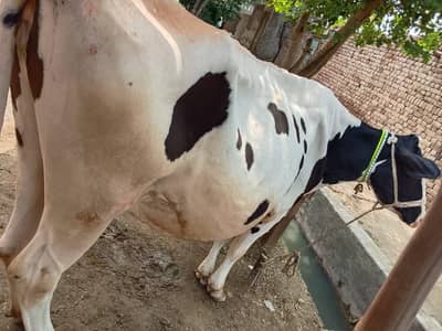 Mashallah Freezen cow 1 month pergnet 5/6 kilo. doodh