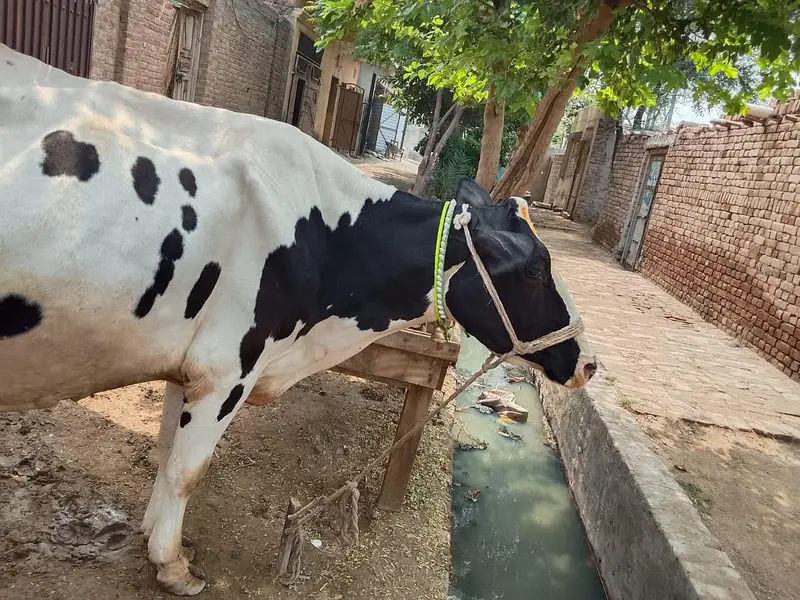 Mashallah Freezen cow 1 month pergnet 5/6 kilo. doodh — photo 2