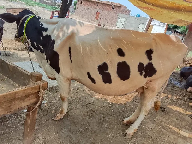 Mashallah Freezen cow 1 month pergnet 5/6 kilo. doodh — photo 3