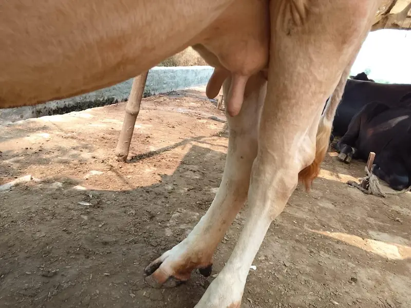 Mashallah Freezen cow 1 month pergnet 5/6 kilo. doodh — photo 4