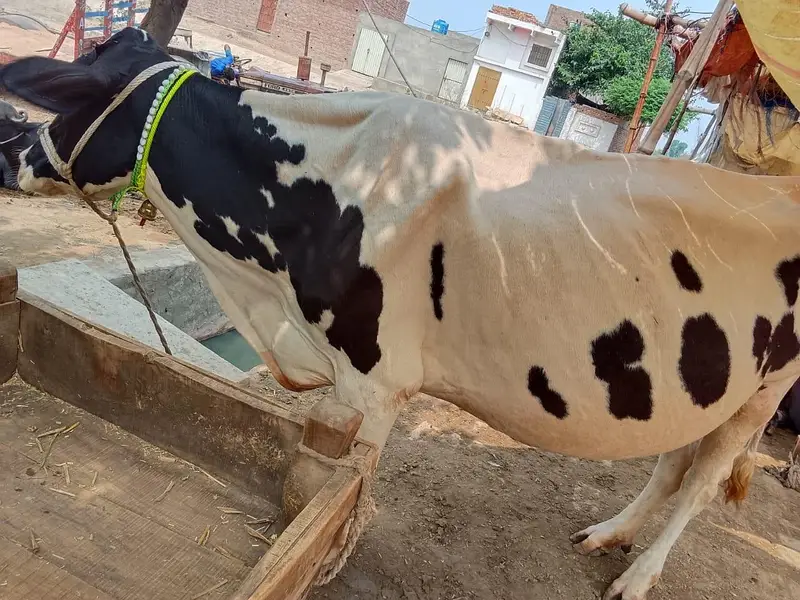 Mashallah Freezen cow 1 month pergnet 5/6 kilo. doodh — photo 5