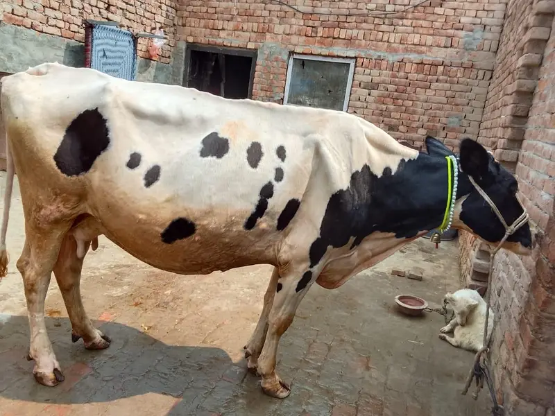 Mashallah Freezen cow 1 month pergnet 5/6 kilo. doodh — photo 6