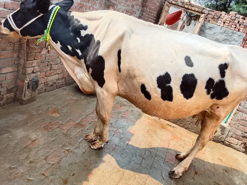 Mashallah Freezen cow 1 month pergnet 5/6 kilo. doodh — photo 7