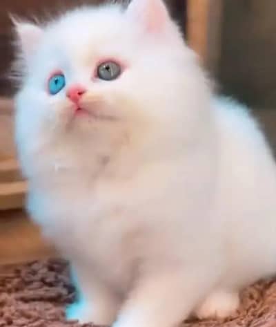 (Persian female kitten) (for sale all) (Pakistan delivery available)