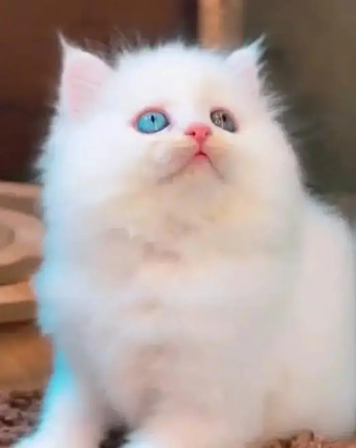 (Persian female kitten) (for sale all) (Pakistan delivery available) — photo 2