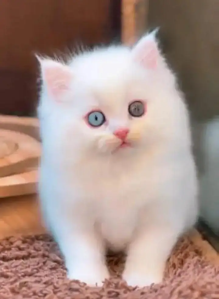(Persian female kitten) (for sale all) (Pakistan delivery available) — photo 3