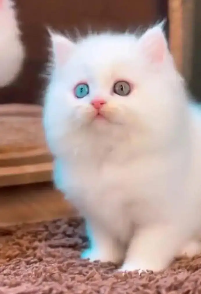 (Persian female kitten) (for sale all) (Pakistan delivery available) — photo 4