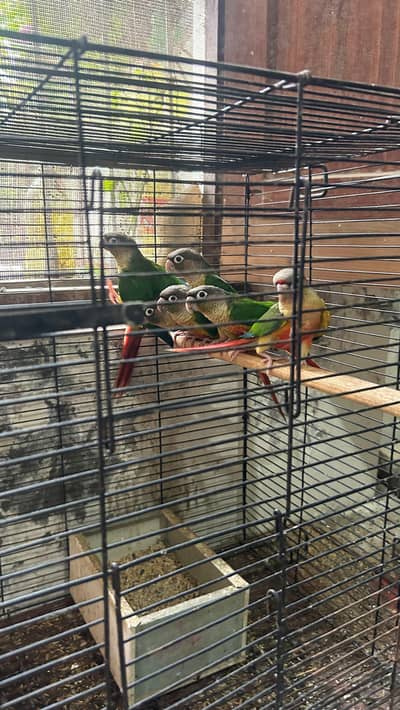 Green conure 6 piece with 5 portion cage