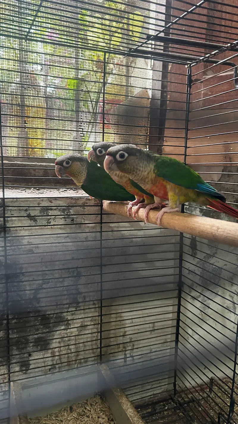 Green conure 6 piece with 5 portion cage — photo 2