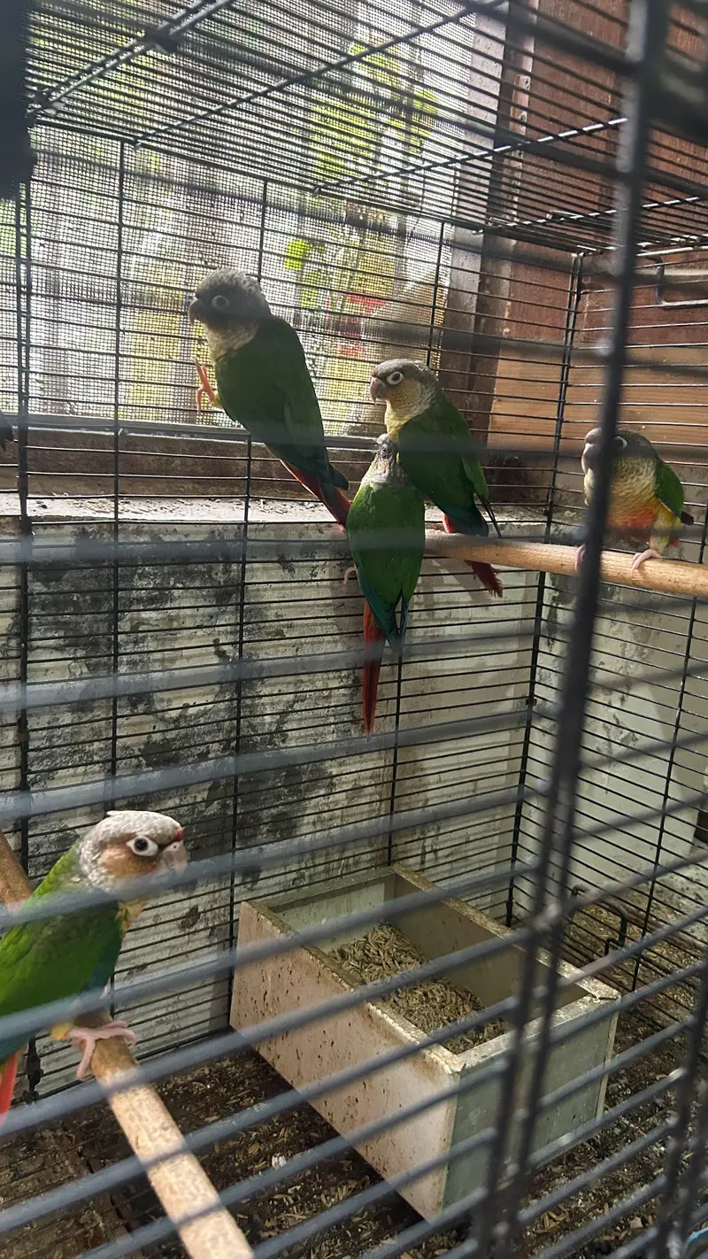 Green conure 6 piece with 5 portion cage — photo 3