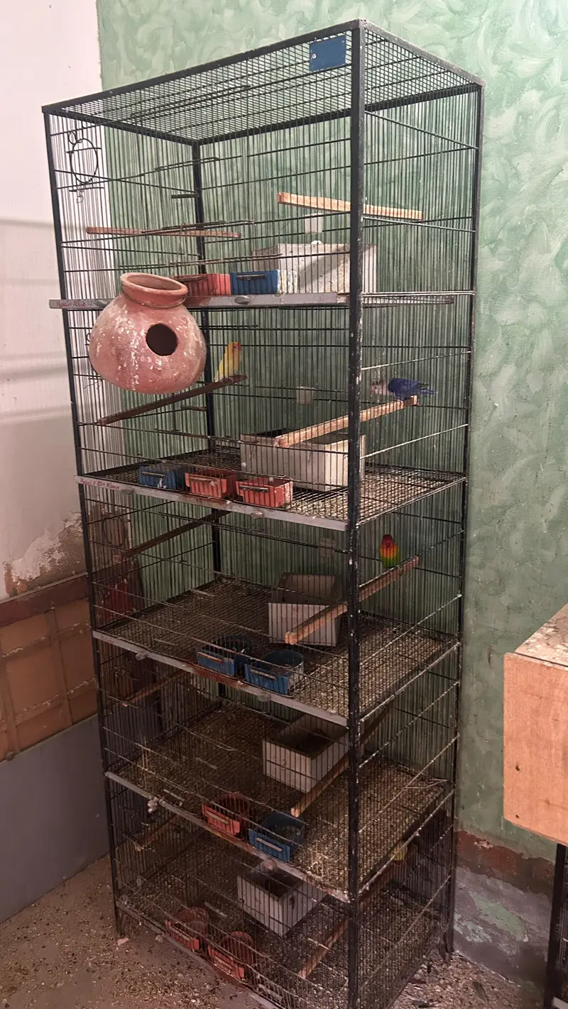 Green conure 6 piece with 5 portion cage — photo 4
