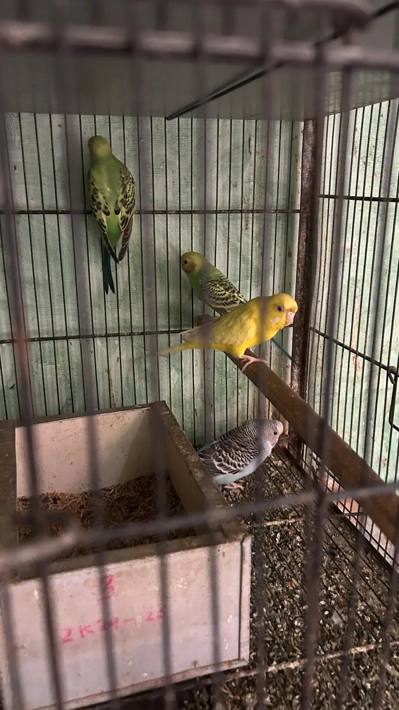 Green conure 6 piece with 5 portion cage — photo 5