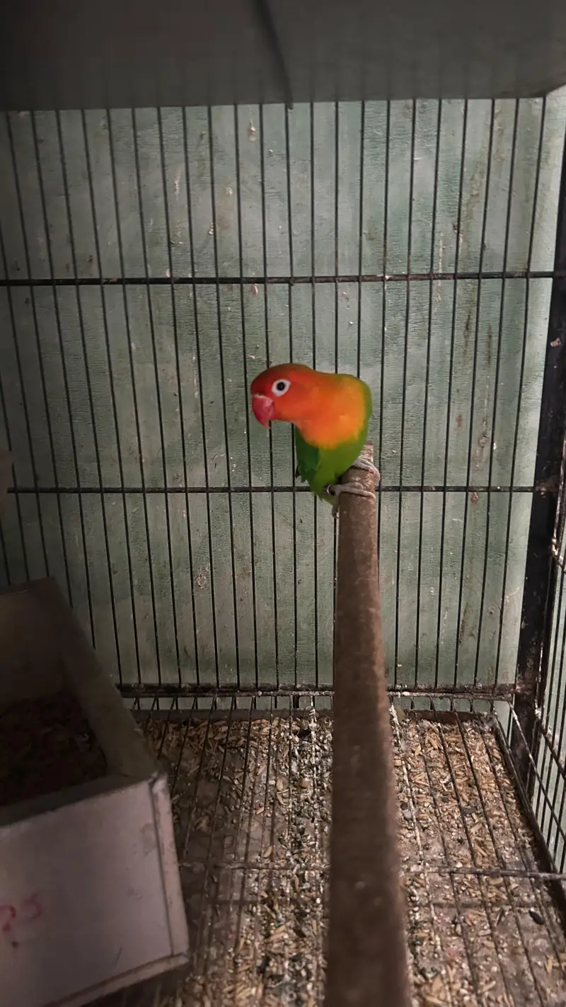 Green conure 6 piece with 5 portion cage — photo 6