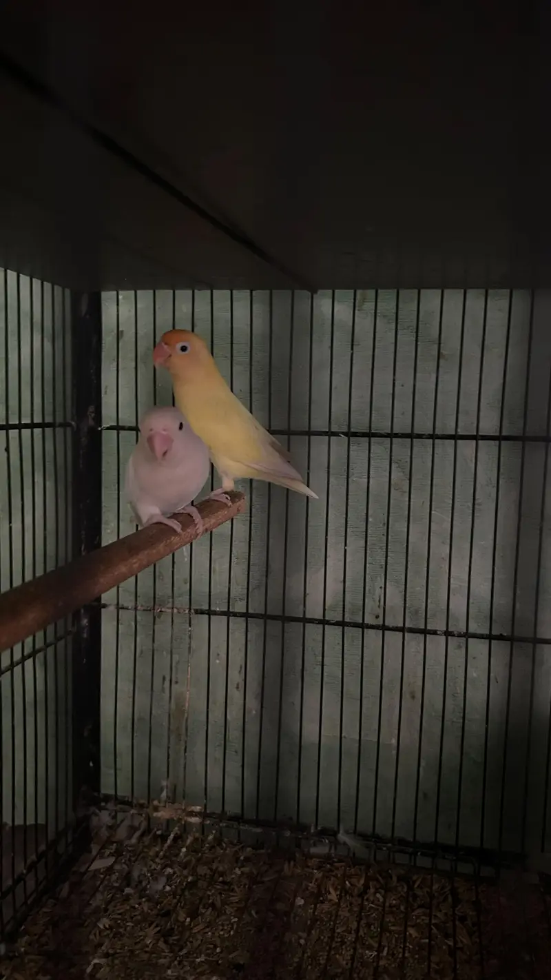 Green conure 6 piece with 5 portion cage — photo 7