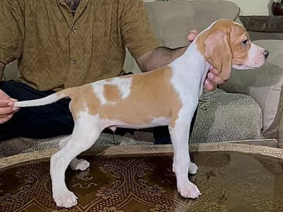 Italian pointer
