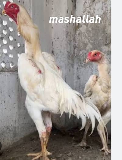 King Shamo chicks available