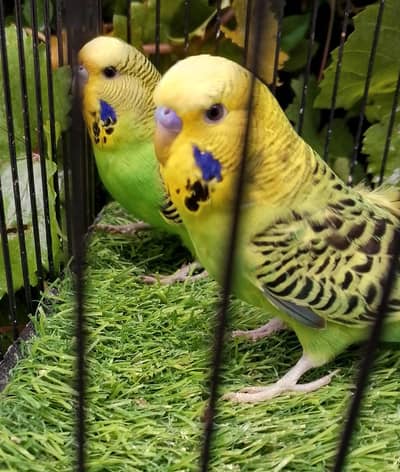 MAASHAALLAH  UNDER SIZE BUDGIES PAIR LOOKING FOR NEW HOME