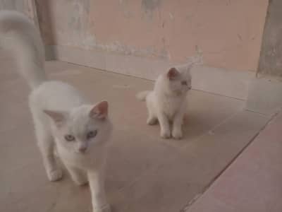 Persian Cats  