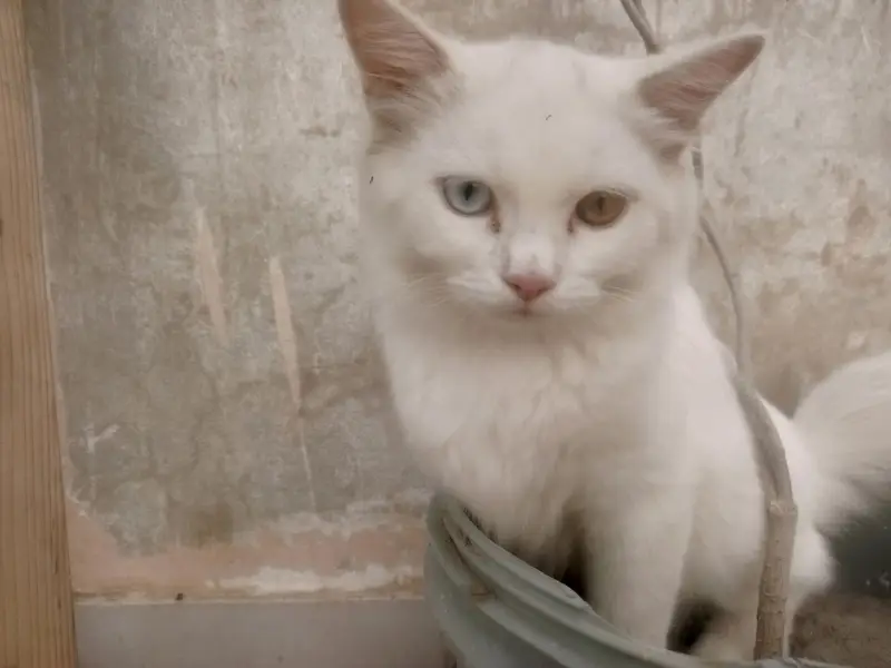 Persian Cats   — photo 2