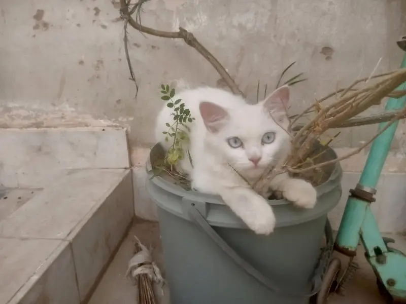 Persian Cats   — photo 3