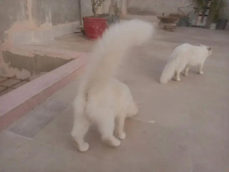 Persian Cats   — photo 4