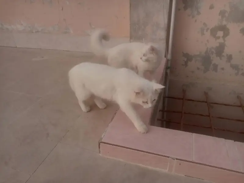 Persian Cats   — photo 6