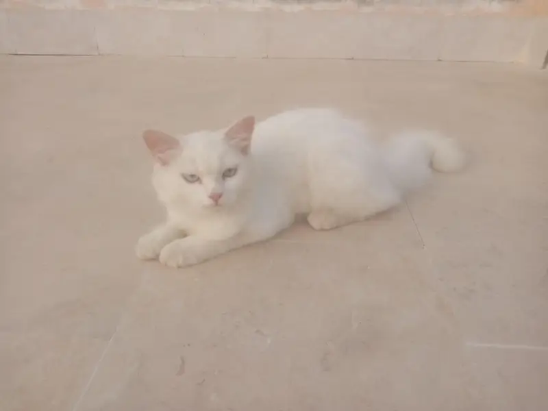 Persian Cats   — photo 8
