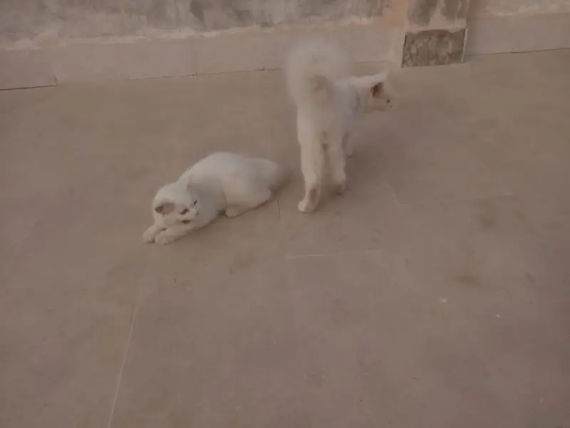 Persian Cats   — photo 9