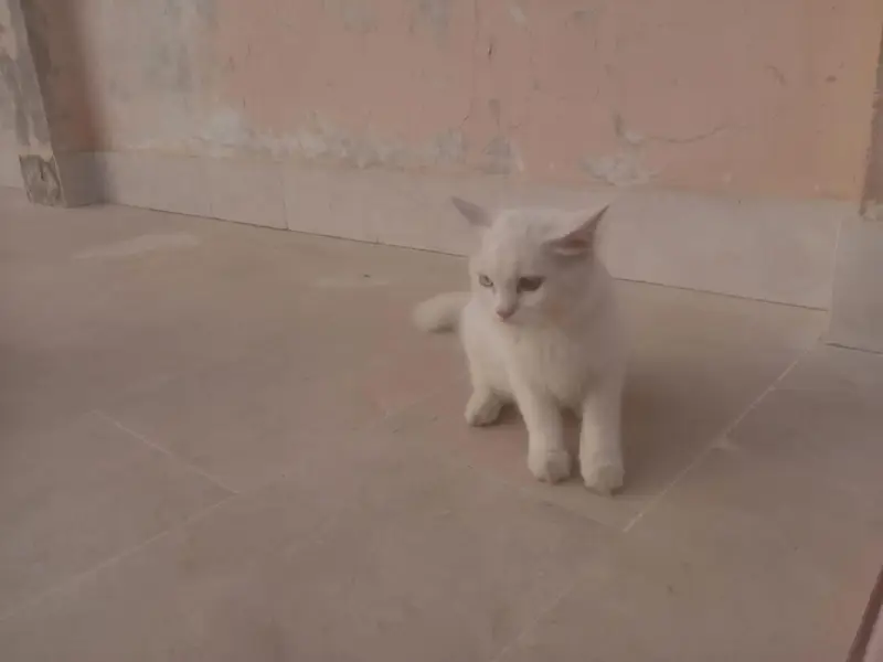 Persian Cats   — photo 10