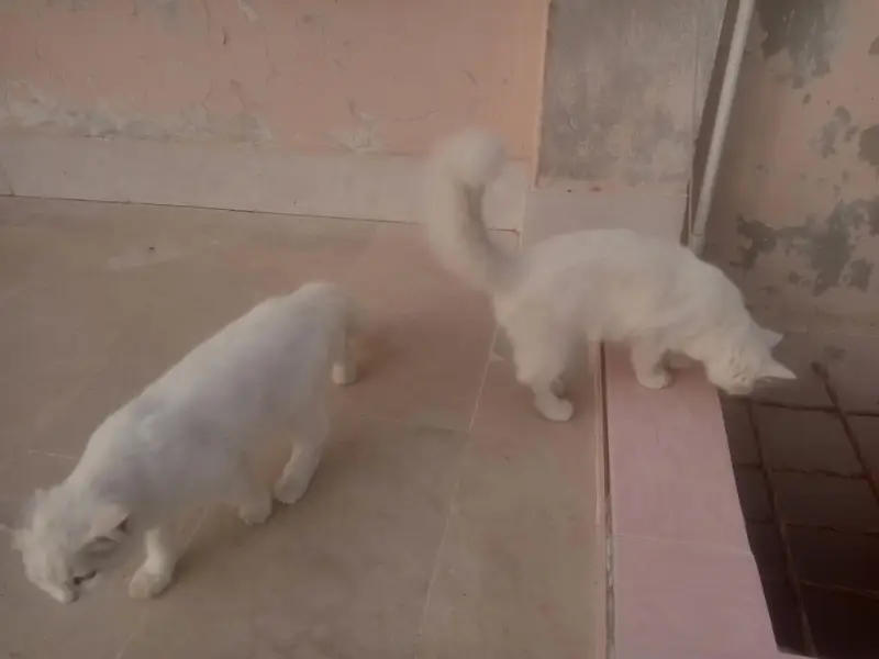 Persian Cats   — photo 11