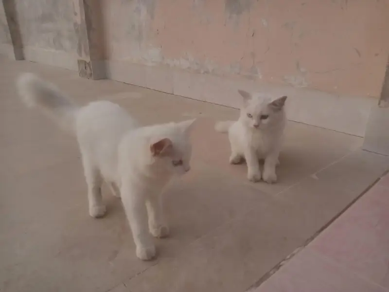 Persian Cats   — photo 12