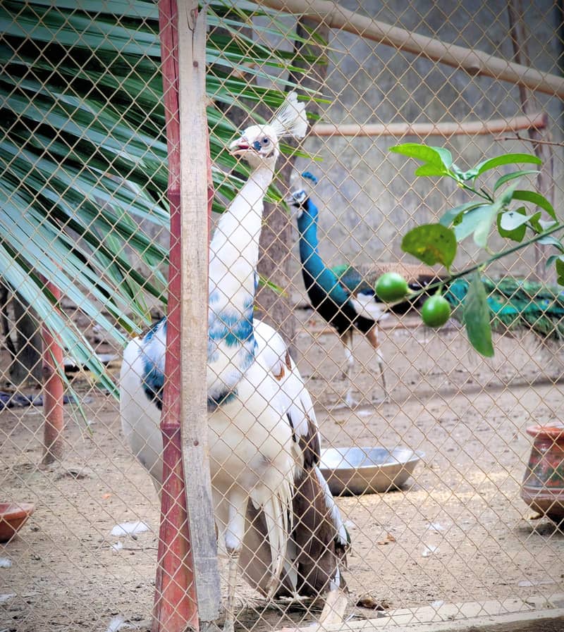 peacocks 1