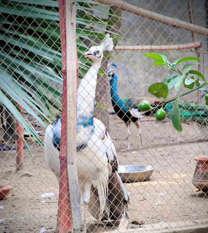 peacocks — photo 2