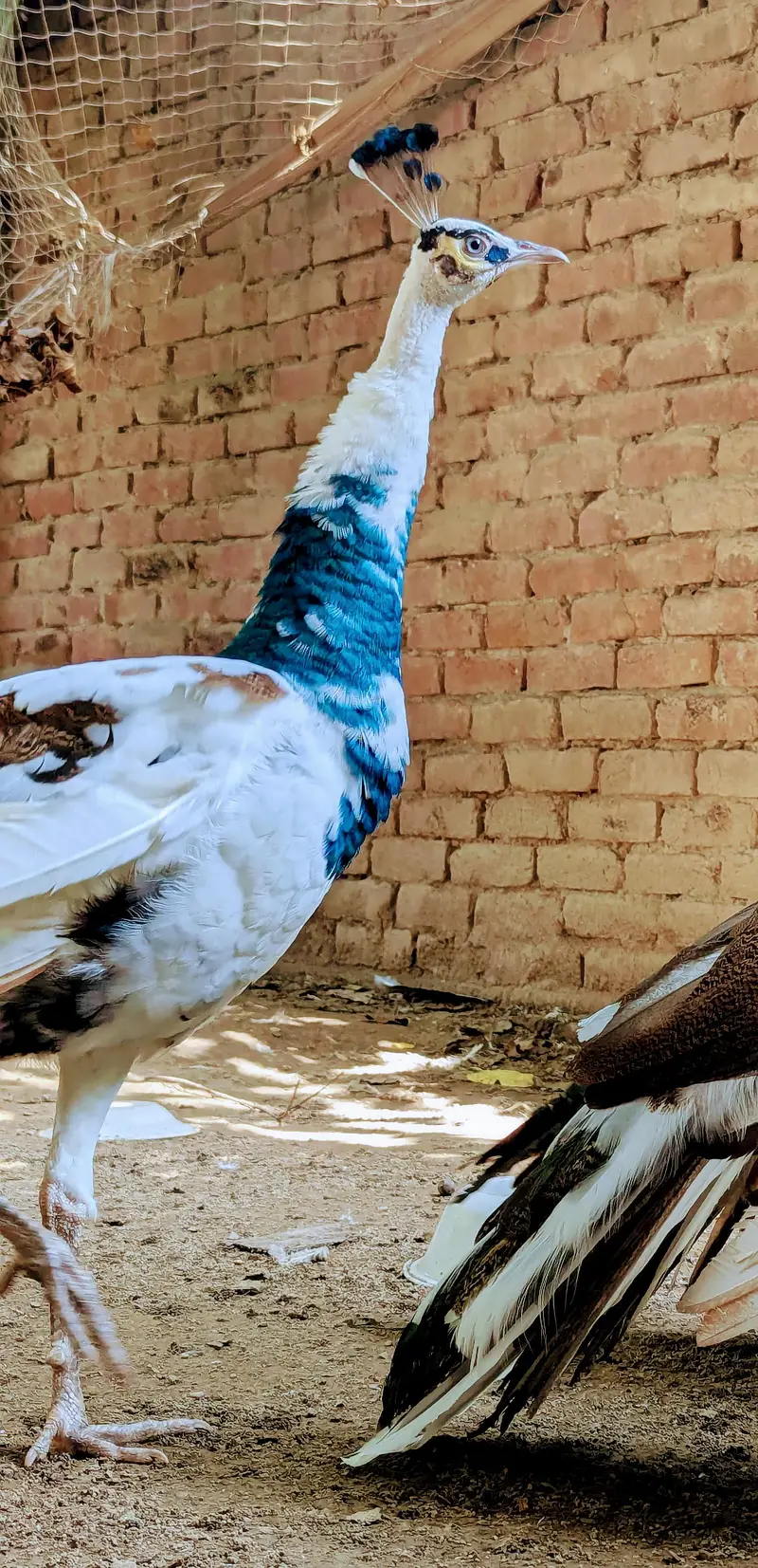 peacocks — photo 3