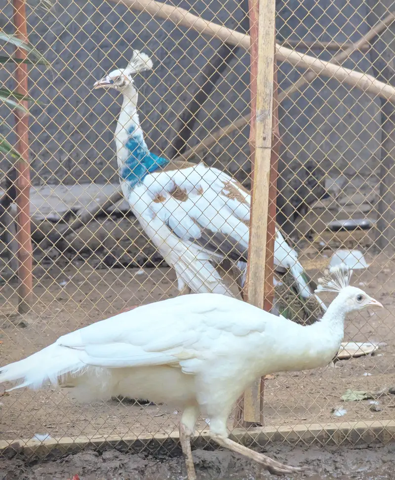 peacocks — photo 4