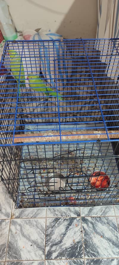 Ringneck Breeding Pair