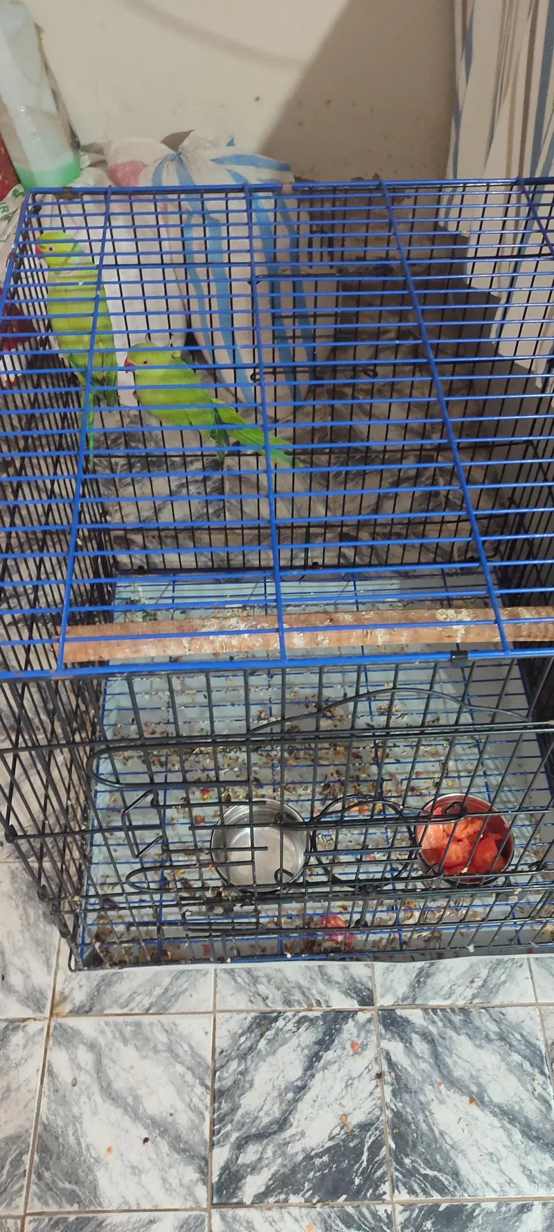 Ringneck Breeding Pair