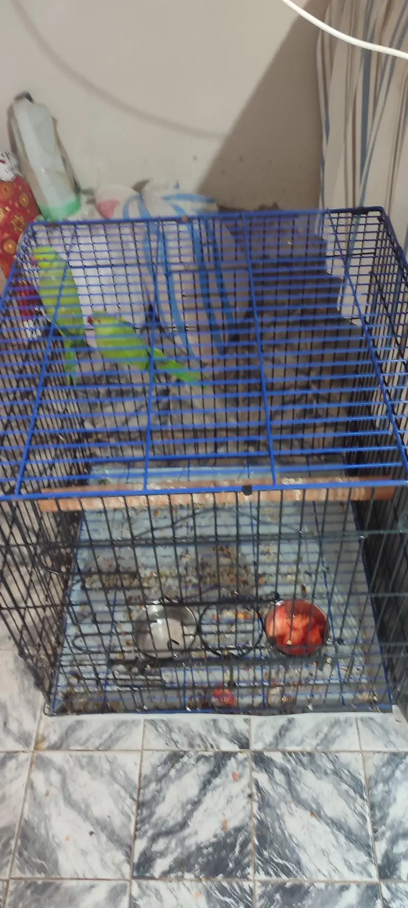 Ringneck Breeding Pair — photo 2