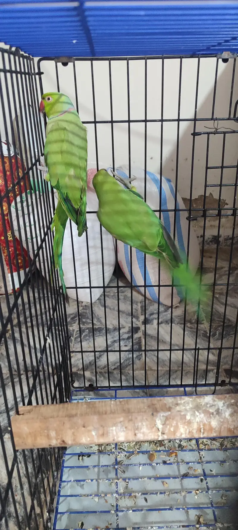 Ringneck Breeding Pair — photo 3