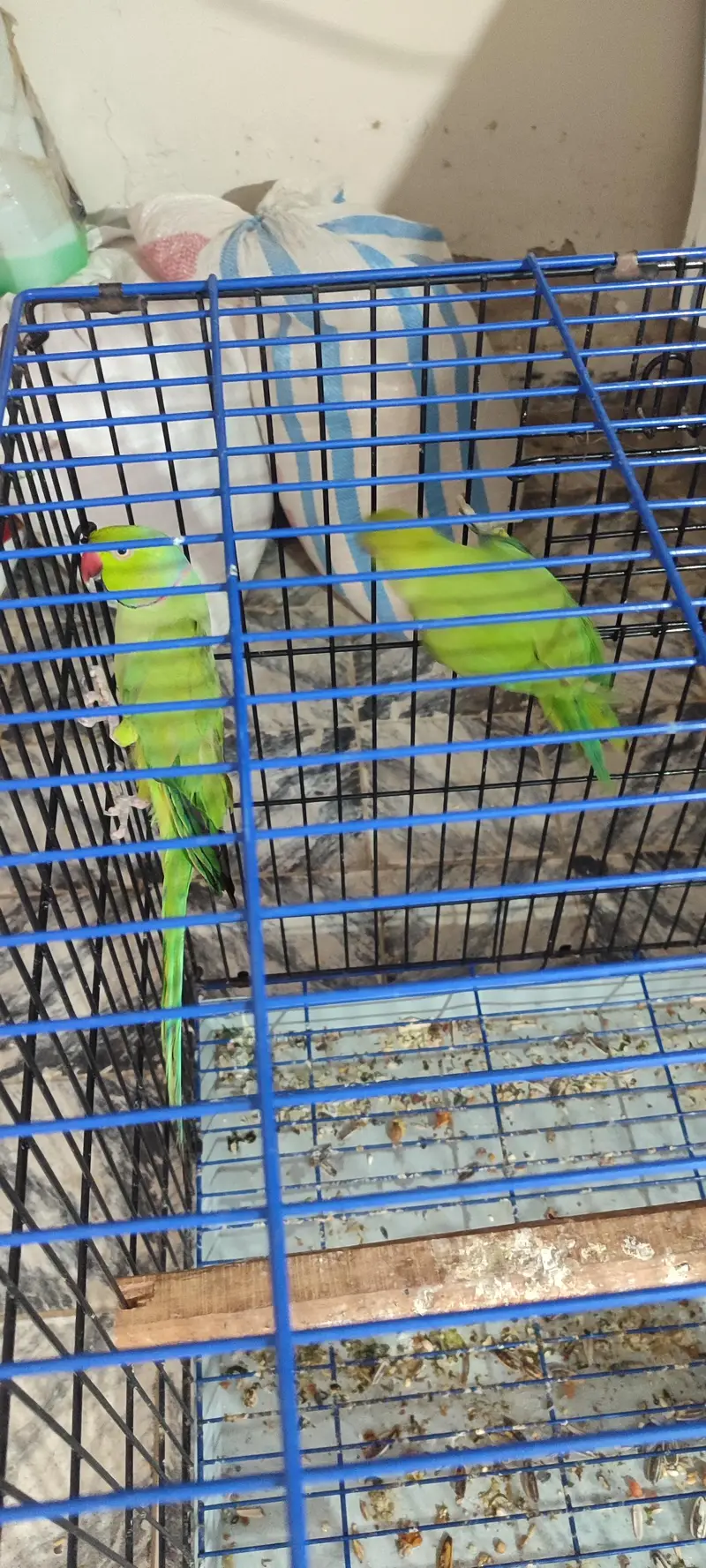 Ringneck Breeding Pair — photo 4