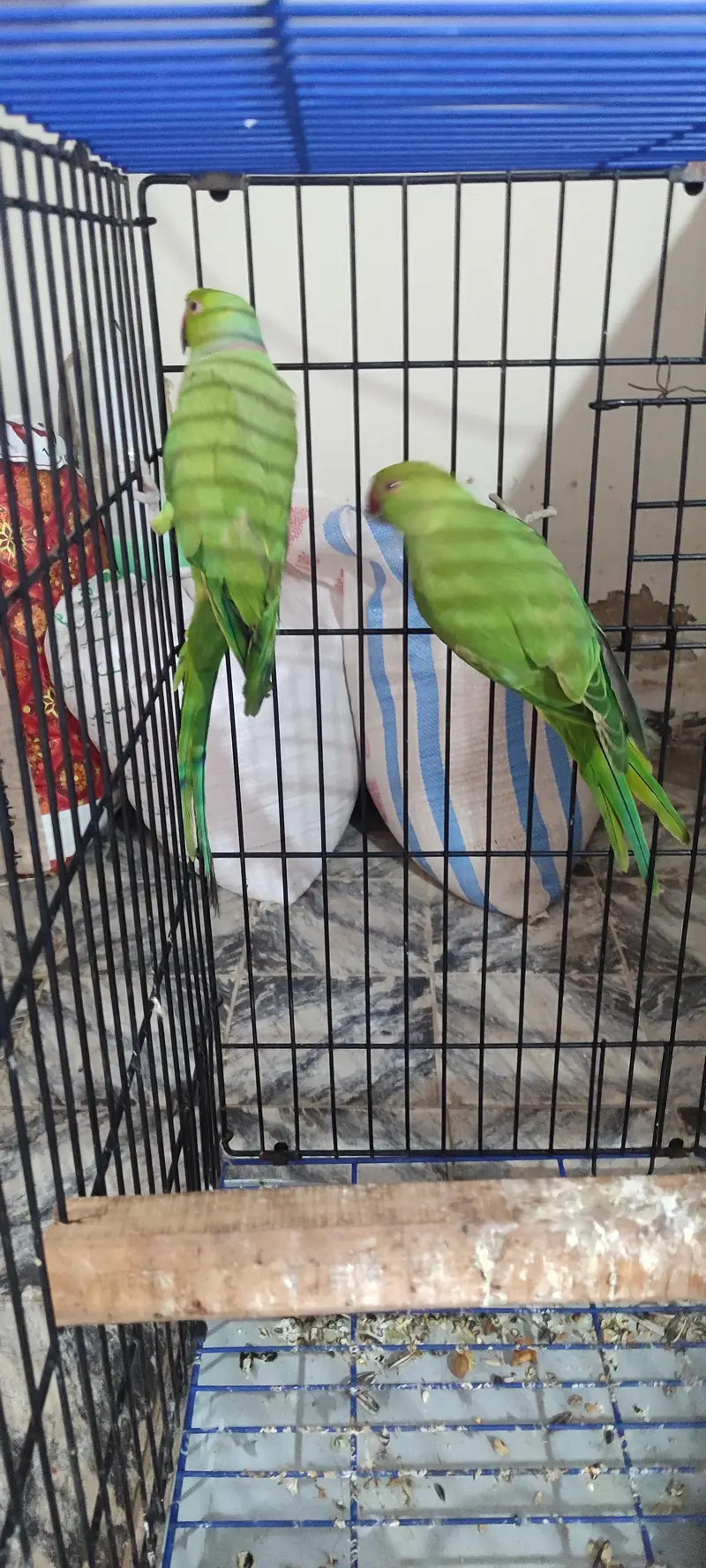 Ringneck Breeding Pair — photo 5