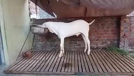 Gulabi Bakra Urgent For Sale/  03228068296