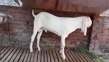 Gulabi Bakra Urgent For Sale/  03228068296 — photo 2